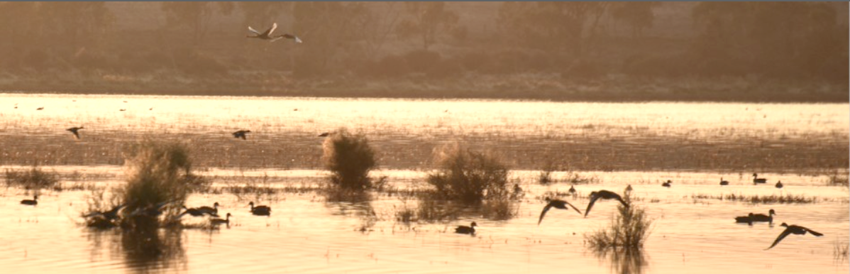 Duck Hunting Season, 2024 post image