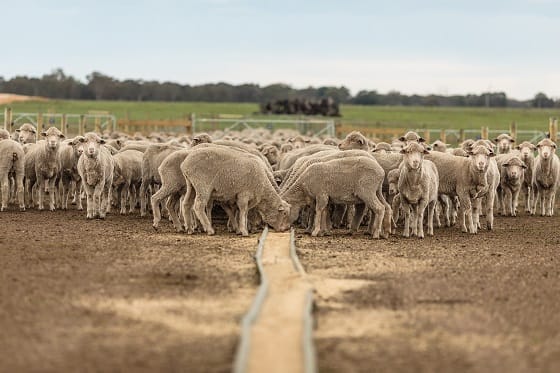 Pneumonia and pleurisy in sheep during summer post image