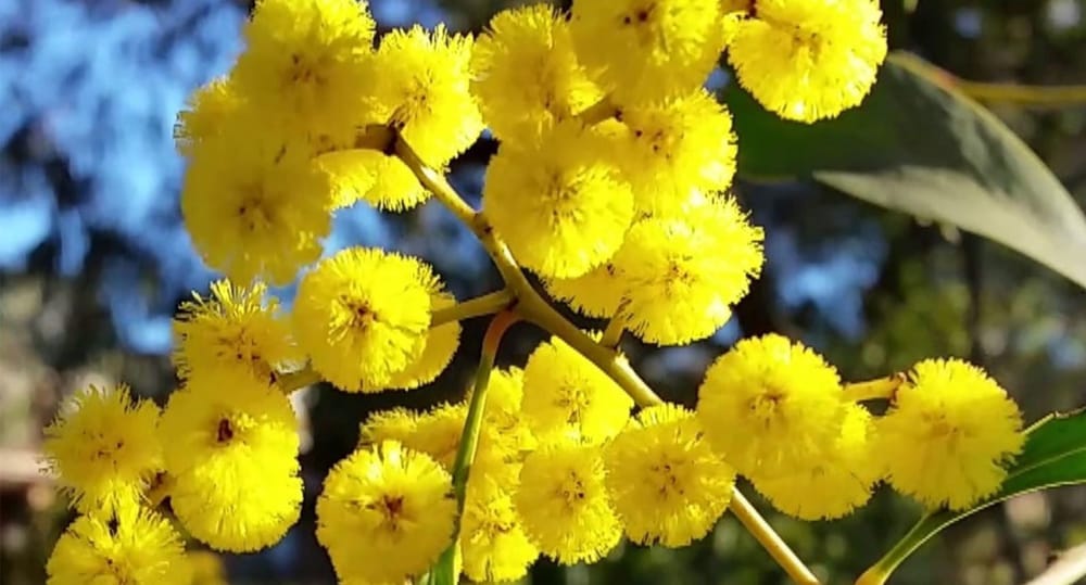 A Wattle Day Like No Other post image