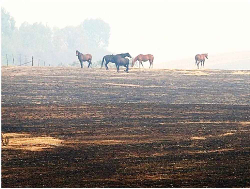 A Bushfire Plan for Horses is Essential post image