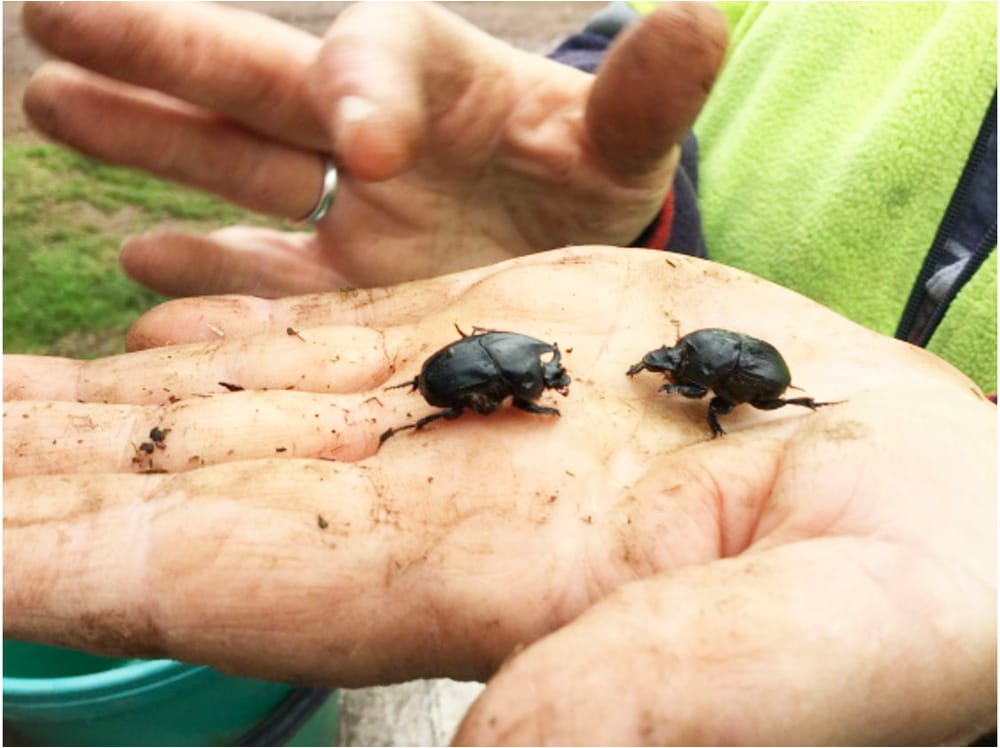 Do You Know Your Dung Beetle? post image