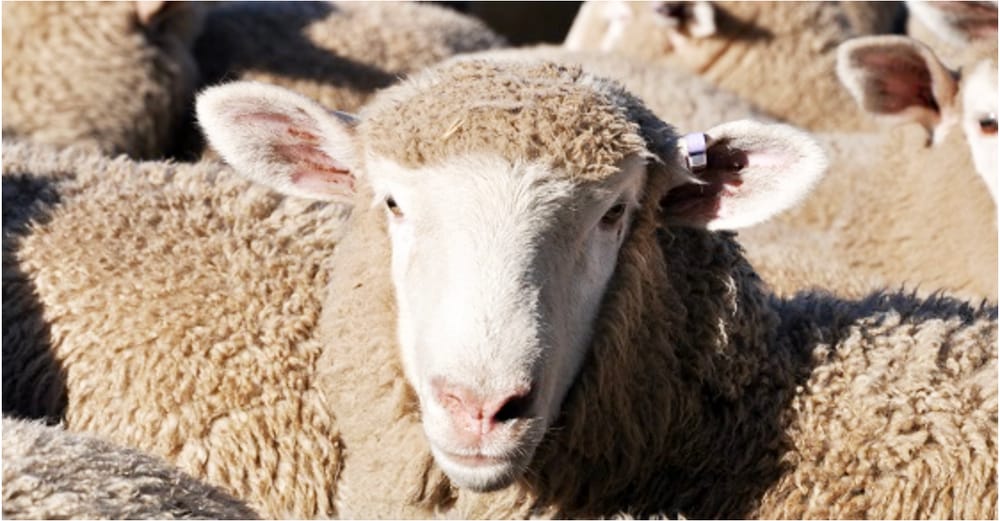 Sound Livestock Husbandry Makes Biosecurity Sense post image