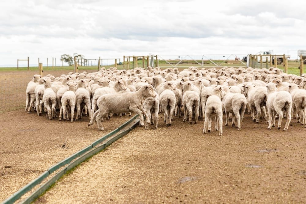 New Mulesing Regulations post image