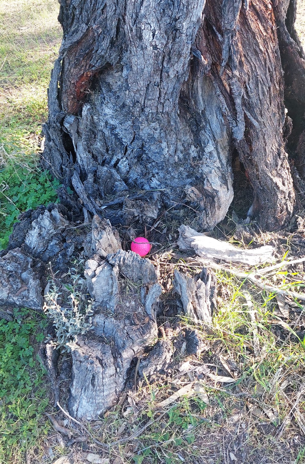 Charlton Ladies’ Golf post image