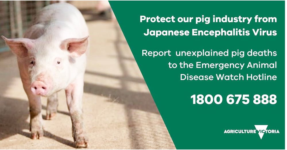 Japanese Encephalitis Virus Detection post image