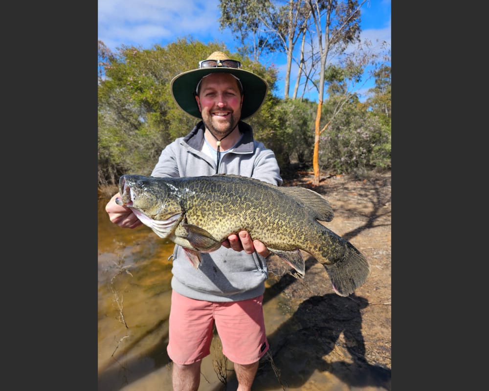 Murray Cod Season Opens Today: Fishers to Flock North post image