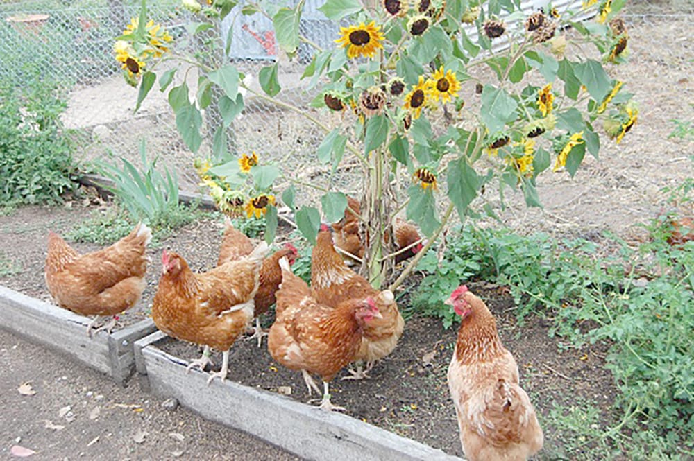 Thinking of Keeping Backyard Chooks? post image
