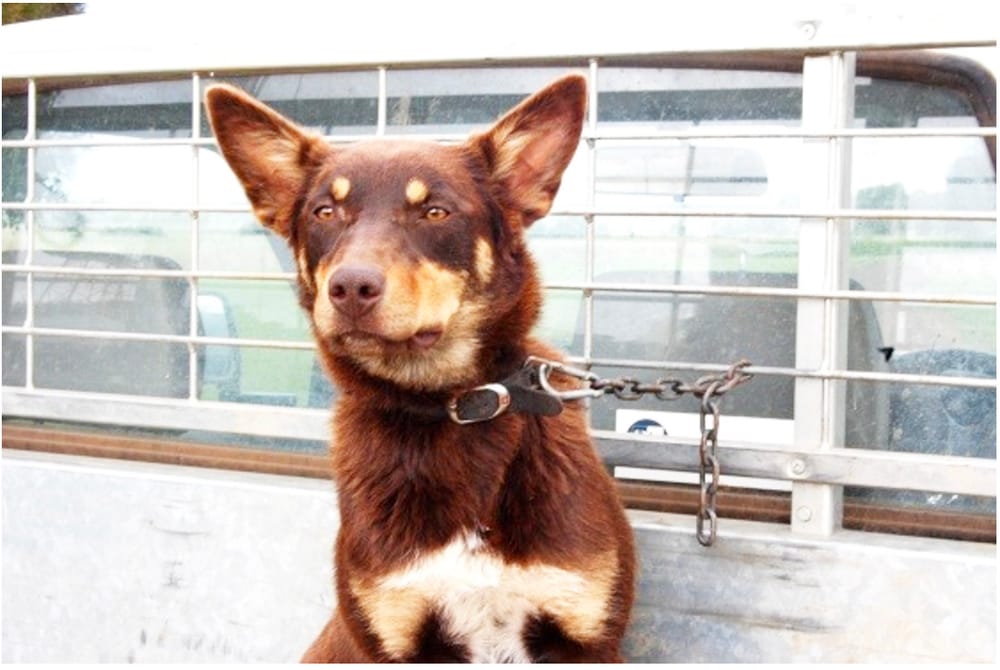 Update on Dog Liver Disease post image