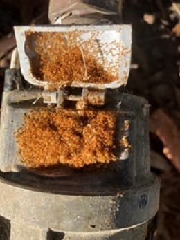 Tiny Ants Could've Been Big Trouble post image