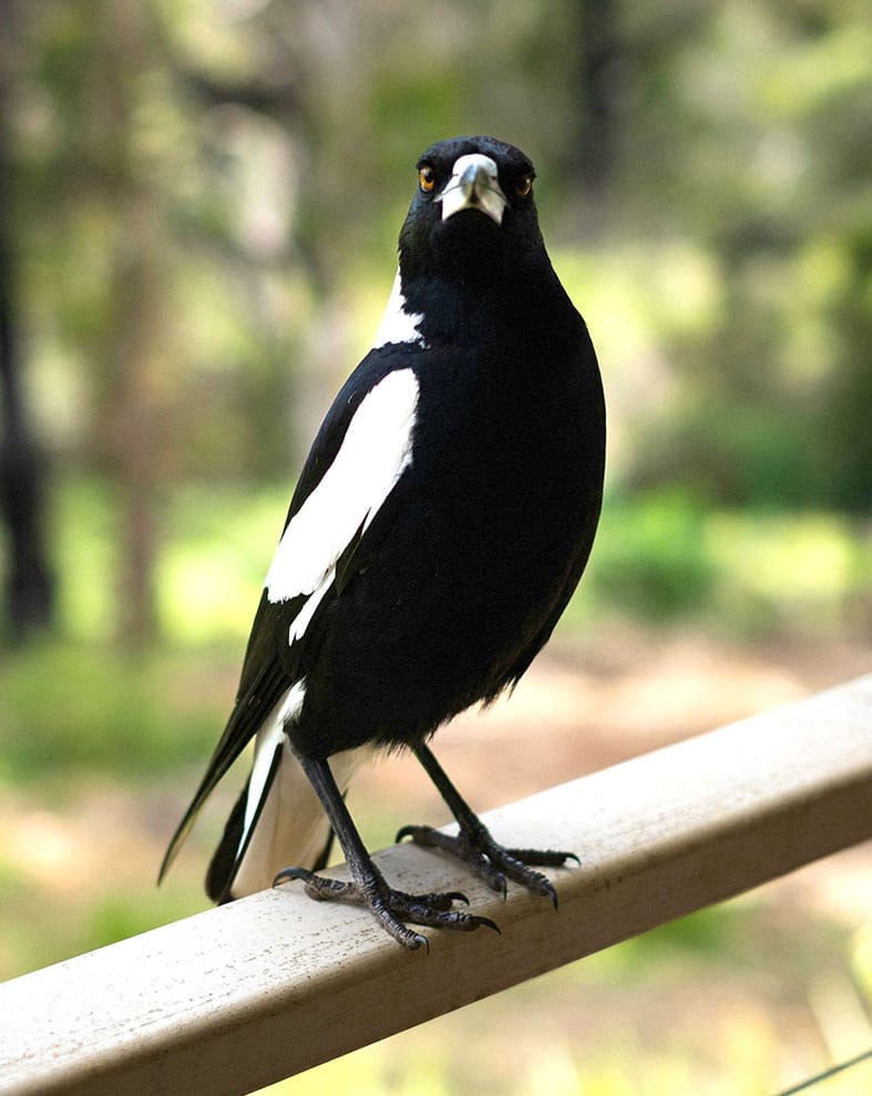 Swooping Season is Here Again: Look Up, Victoria! post image