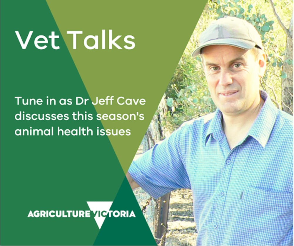 Livestock Health Advice Straight from the Vet post image