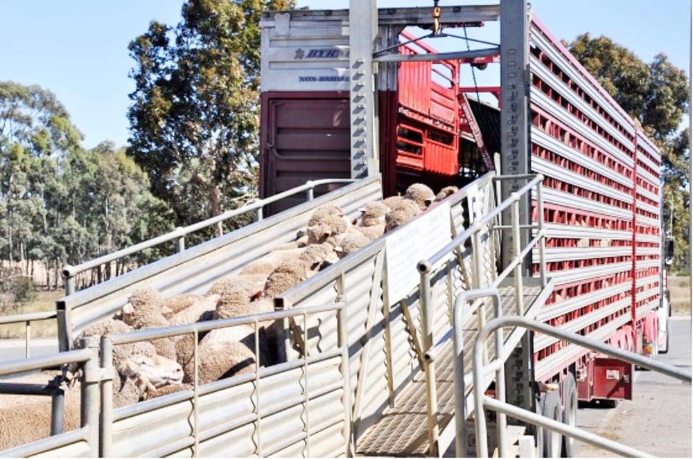 Are Your Livestock Fit for Loading? post image