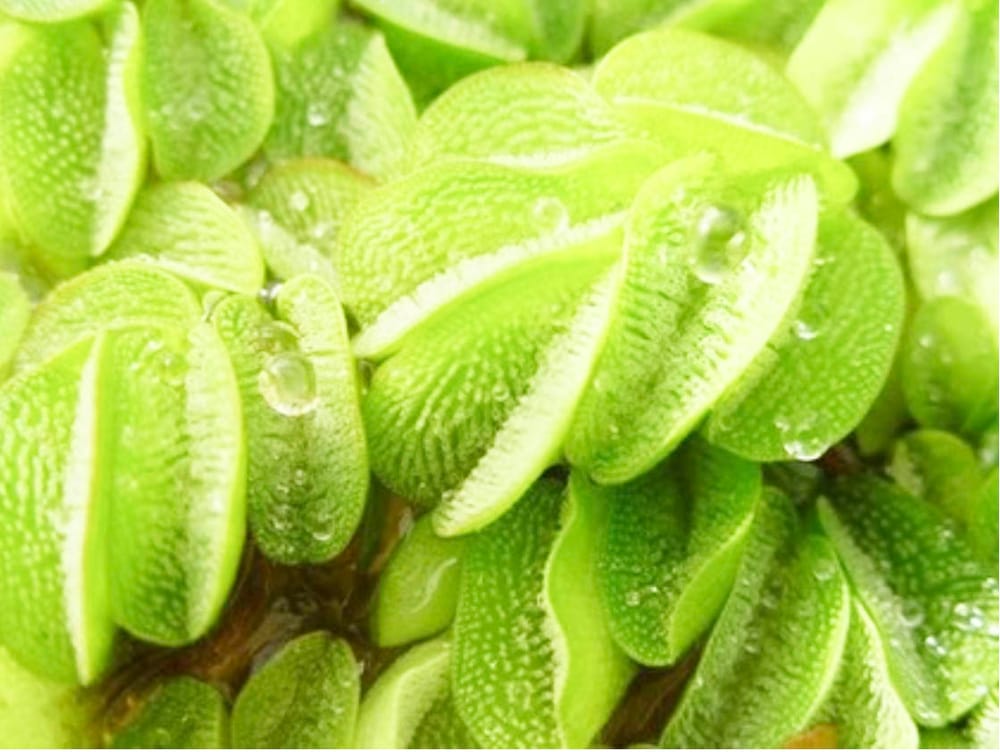 Woman Fined for Online Sale of Prohibited Weeds post image