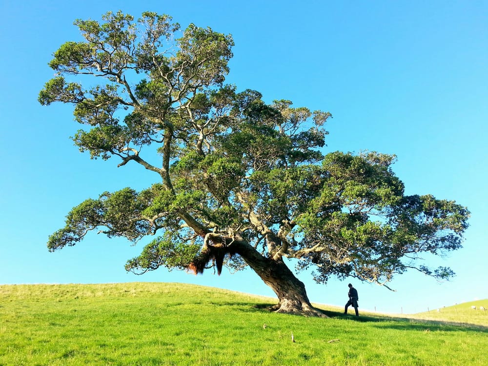 Nominate Now for Tree of the Year post image
