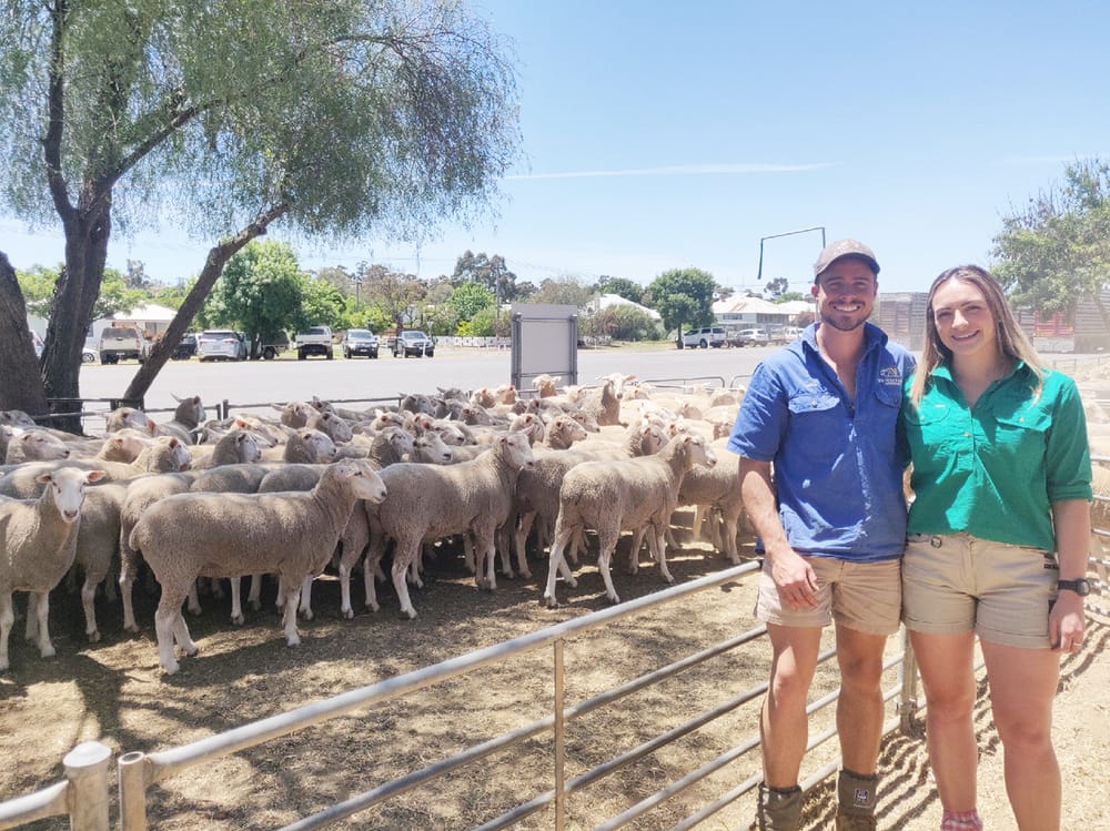 Elders Wycheproof November Sheep Sale post image