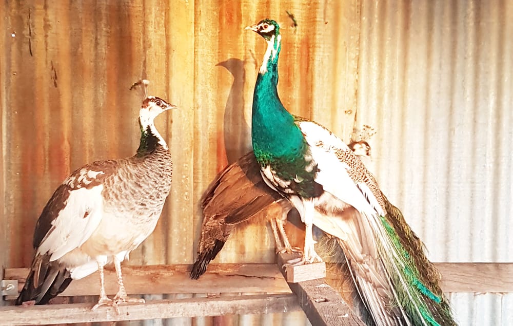 Percy’s Poultry post image