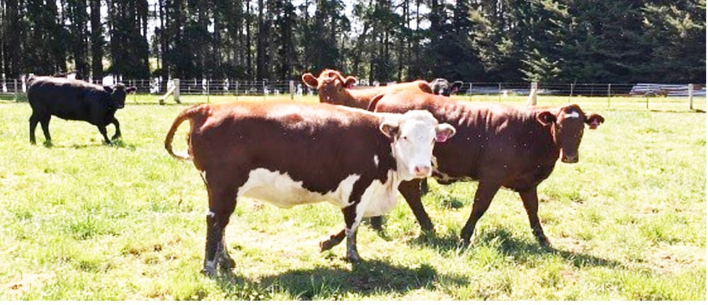 Lurking Chemical Residue Risks post image