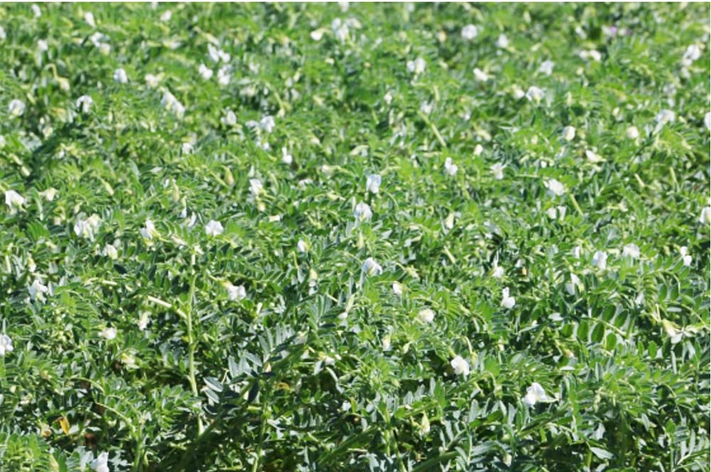 Pulse Guide Helps You to Plan Ahead post image