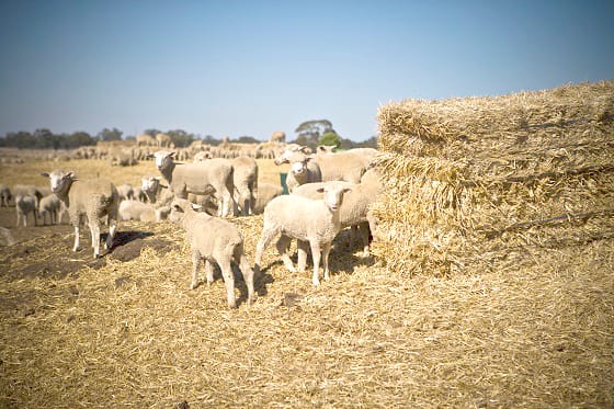 Essential Autumn and Livestock Decisions post image