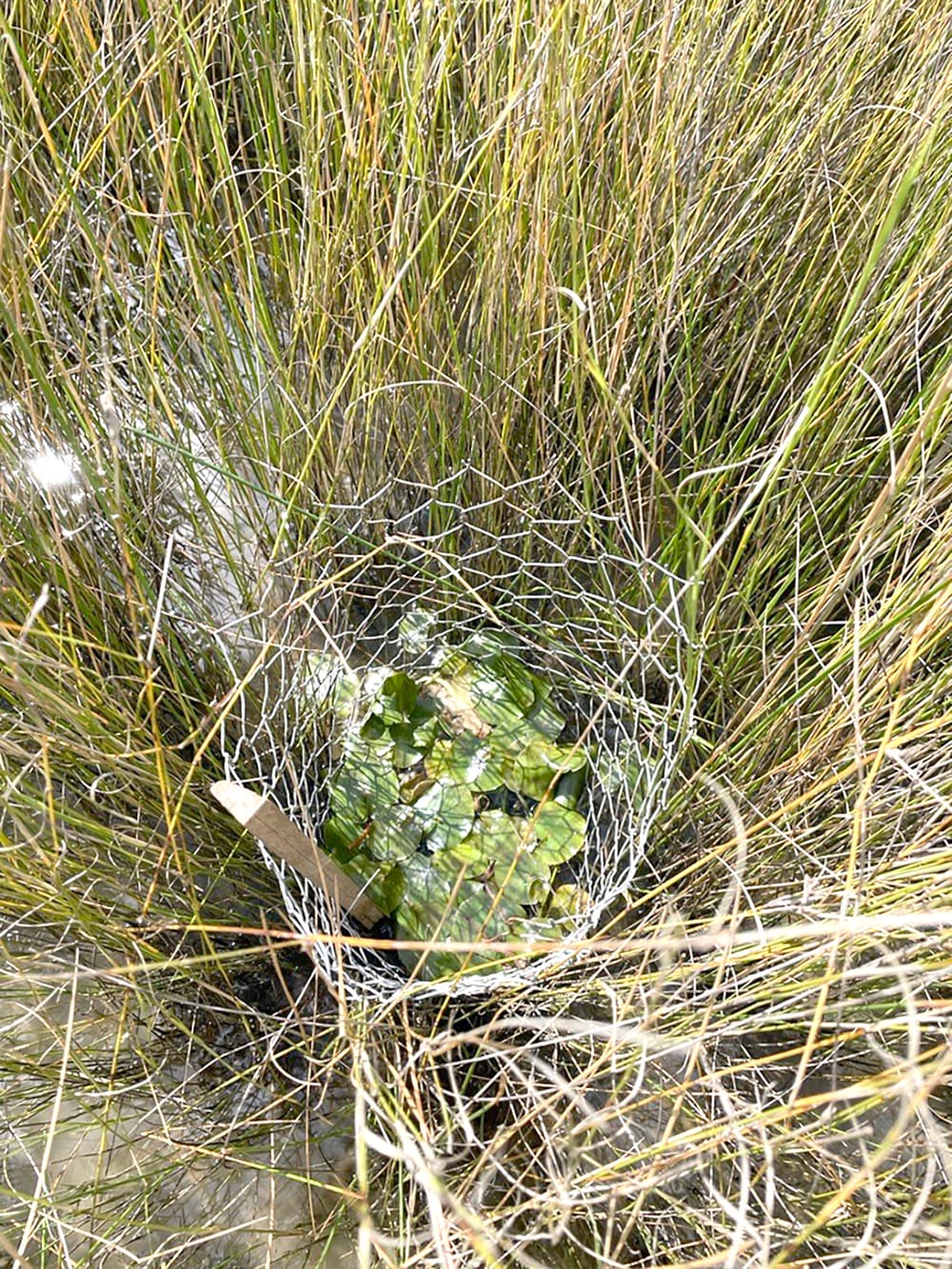 Lifeline for Critically Endangered Wetland Plant post image