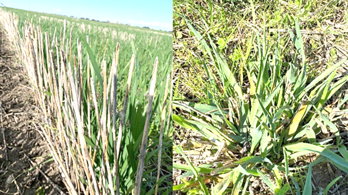 Take Action to Minimise Cereal Disease This Season post image