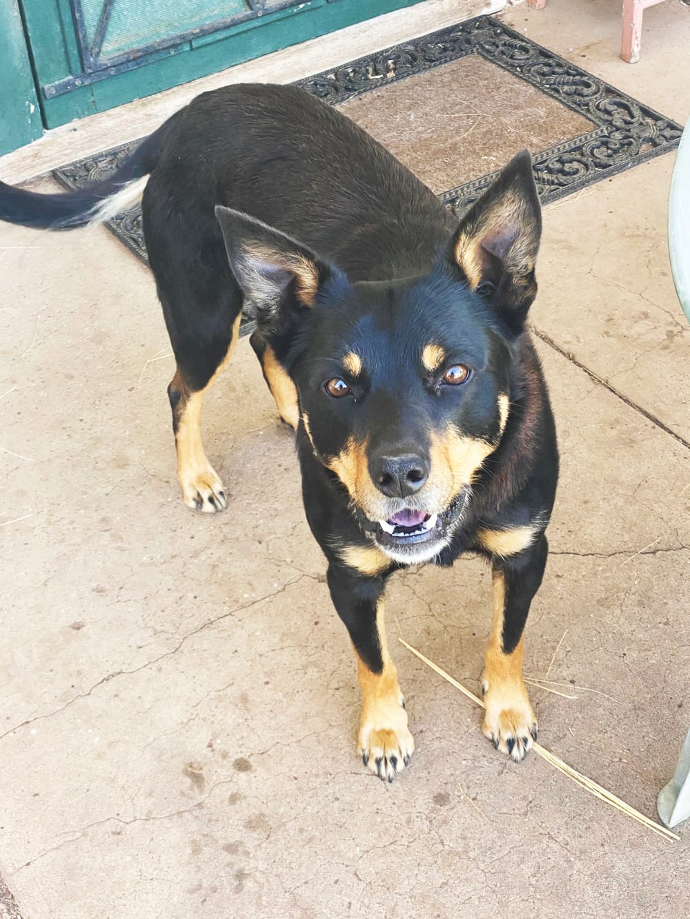 Meet Ned, My Kinky Kelpie post image