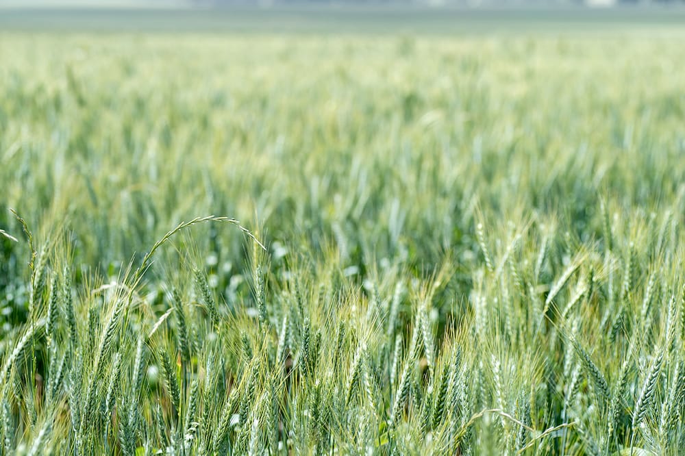 Ground-breaking Research into Better Ryegrass Management post image