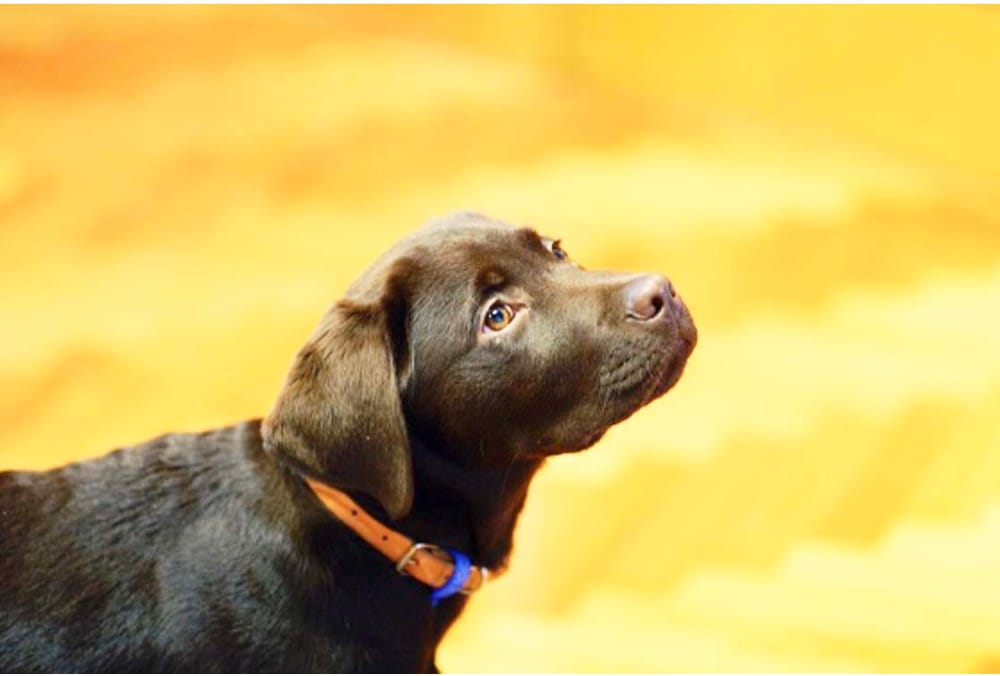 In Pounds and Shelters . . . Every Pet Counts post image