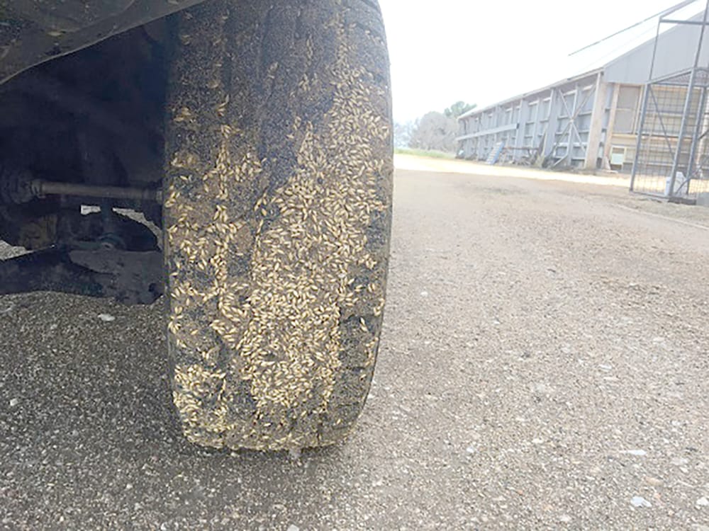 Biosecurity Matters for Contractors post image