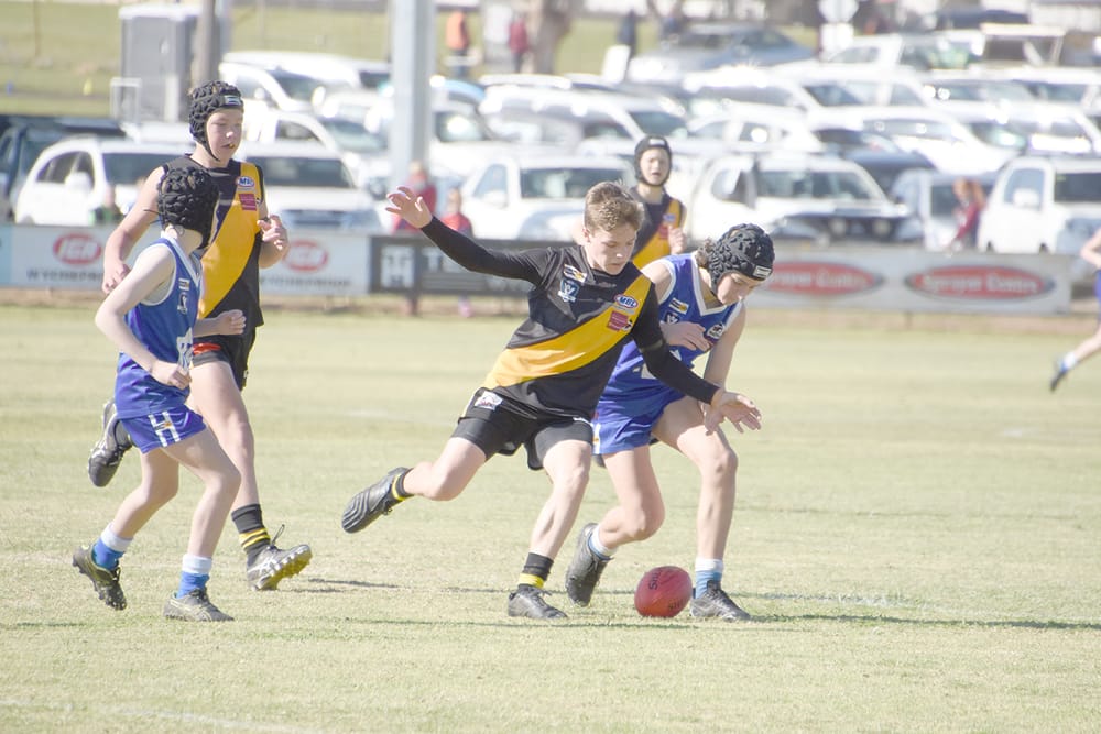 Tiger Cubs Get the Blues post image