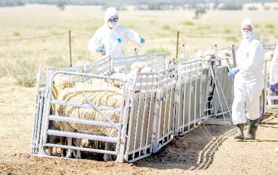 Protecting Agriculture From Animal Disease Threats post image