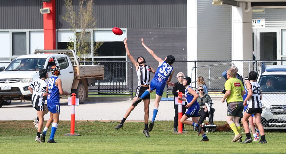 Young Magpies Swoop post image