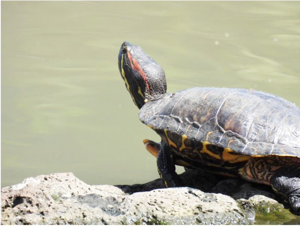 Exotic Slider Turtle Caught Red Handed post image