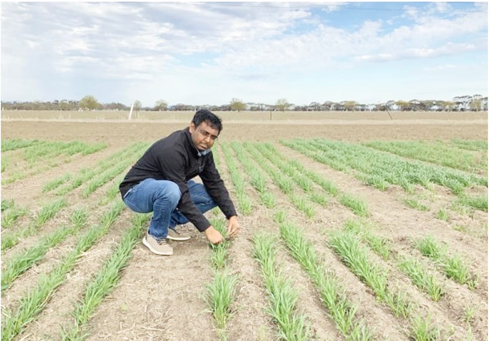 Hay Disease a Risk for Victorian Farmers post image