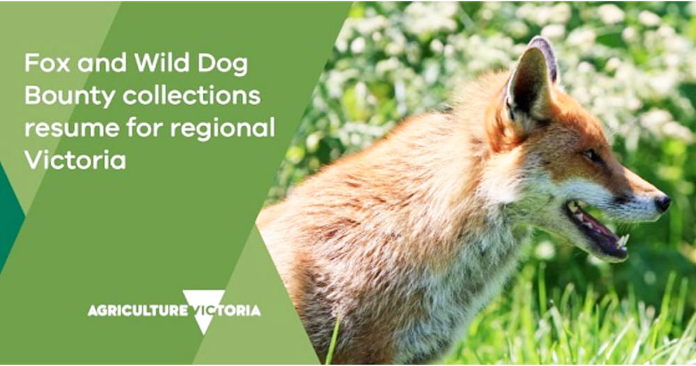 Fox and Wild Dog Bounty Resumes post image