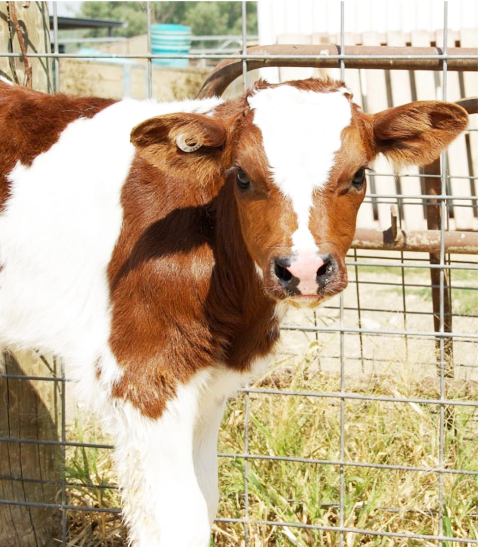Your Responsibilities When Transporting Bobby Calves post image