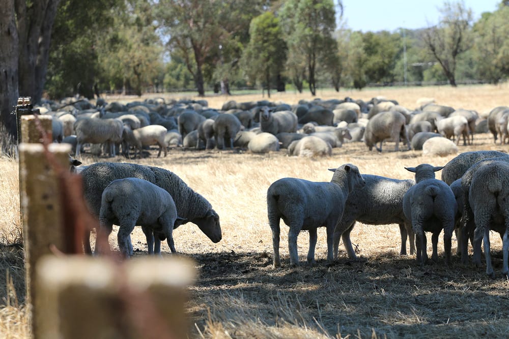Sheep Producers Show Resilience post image