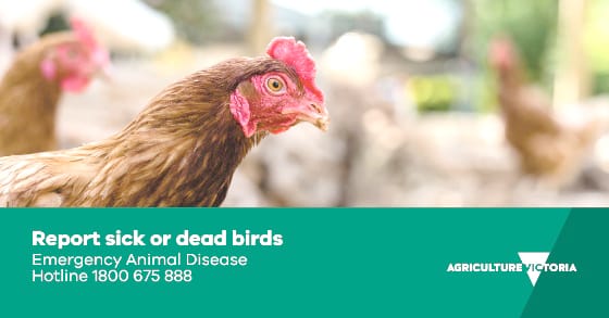 Avian Influenza Situation post image