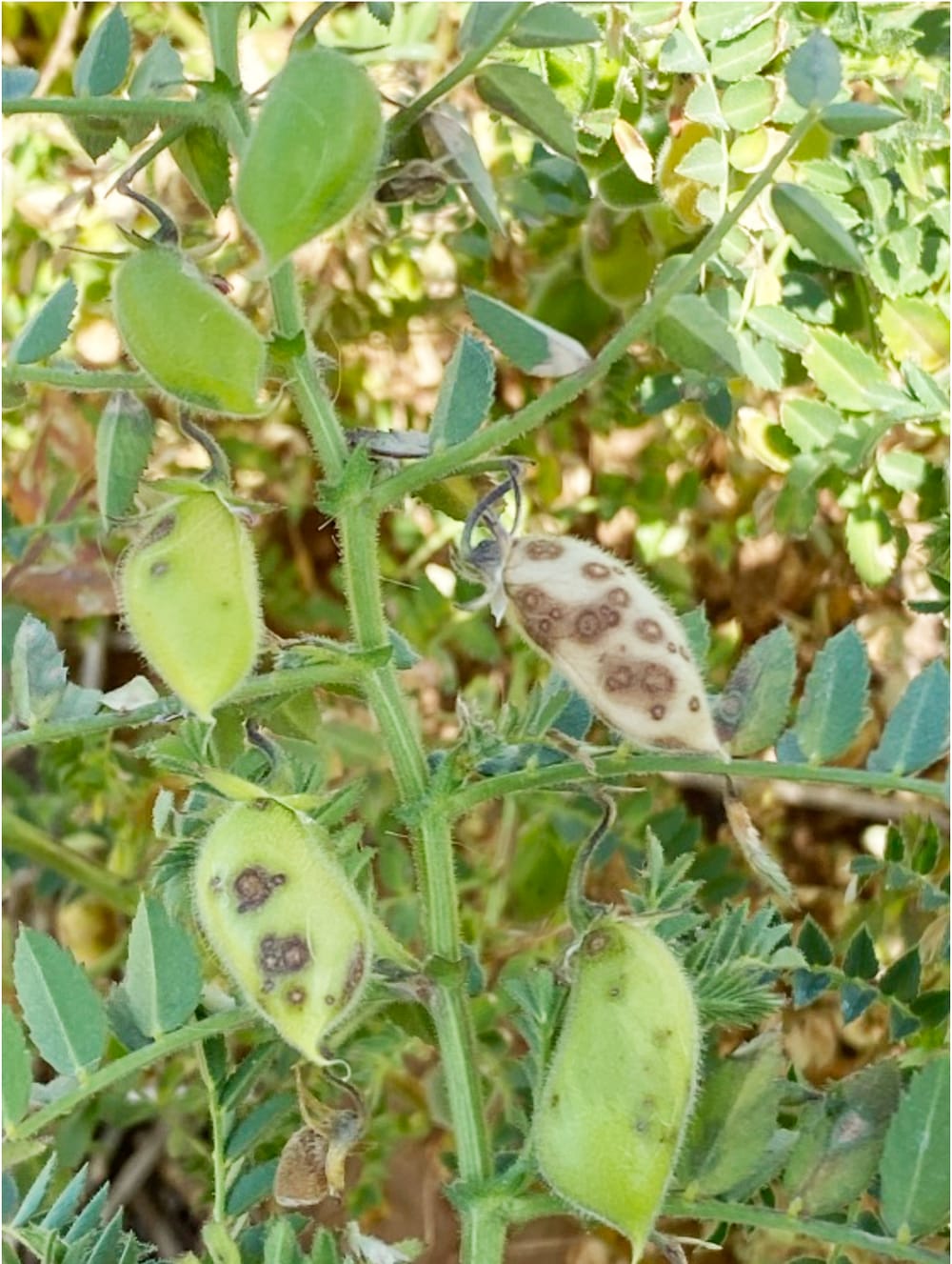 2021 Cereal and Pulse Disease Guides Out Now post image