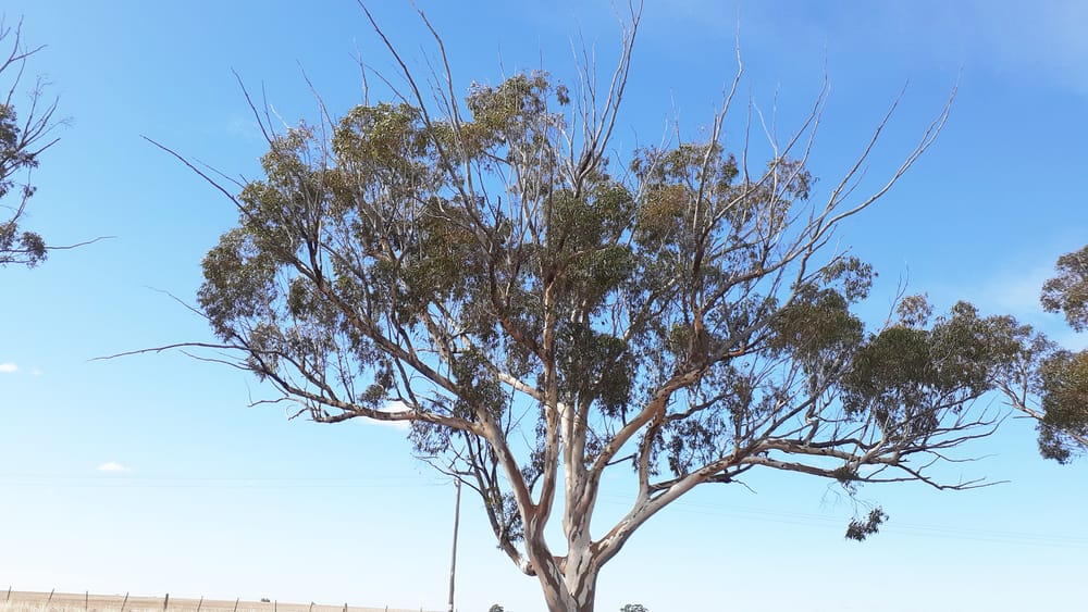 Trees Needing Your Support post image