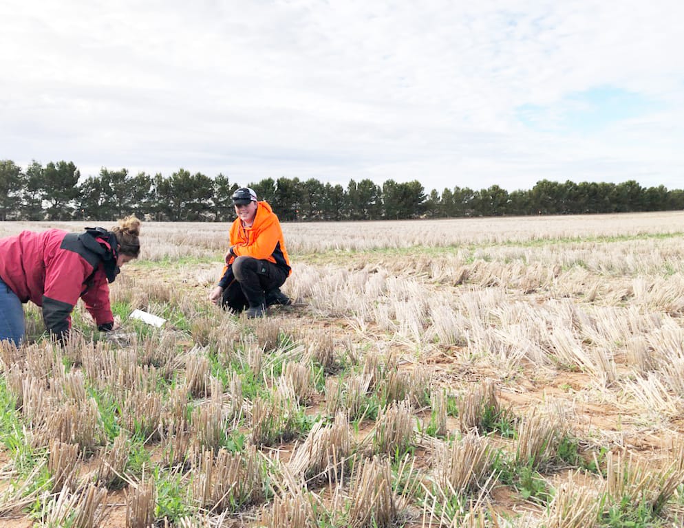 Structured Workplace Learning at BCG post image