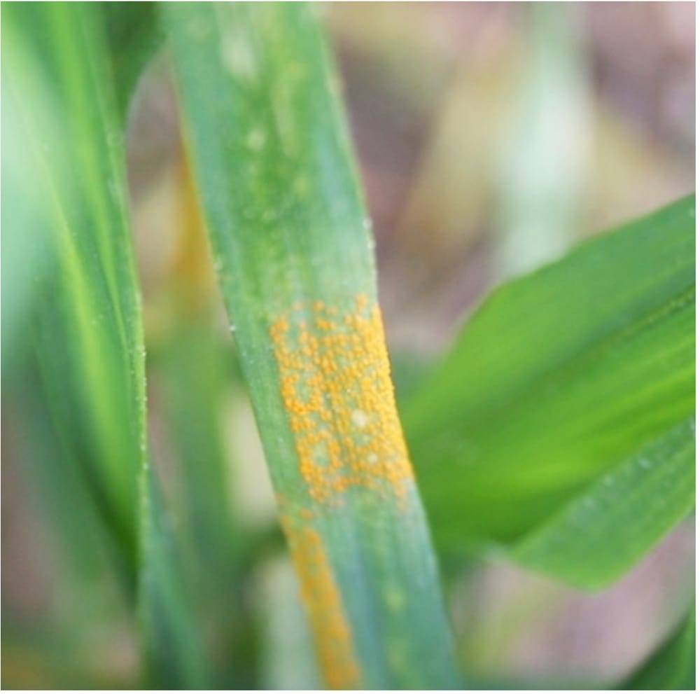 Coming Into Spring, Beware Disease Risk post image