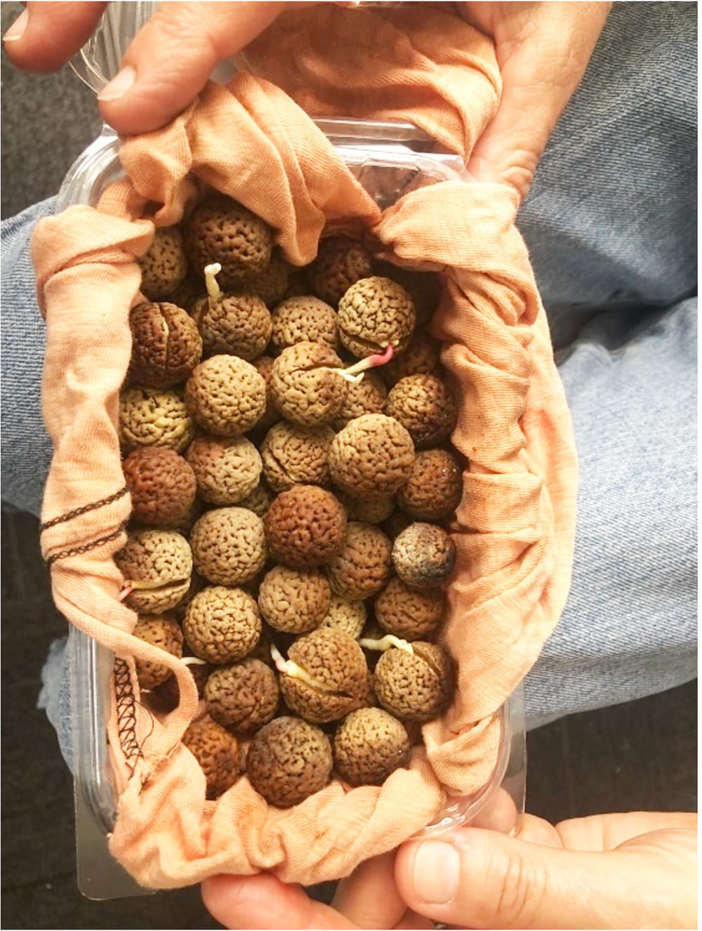 Native Foods Business Blossoming in the Mallee post image