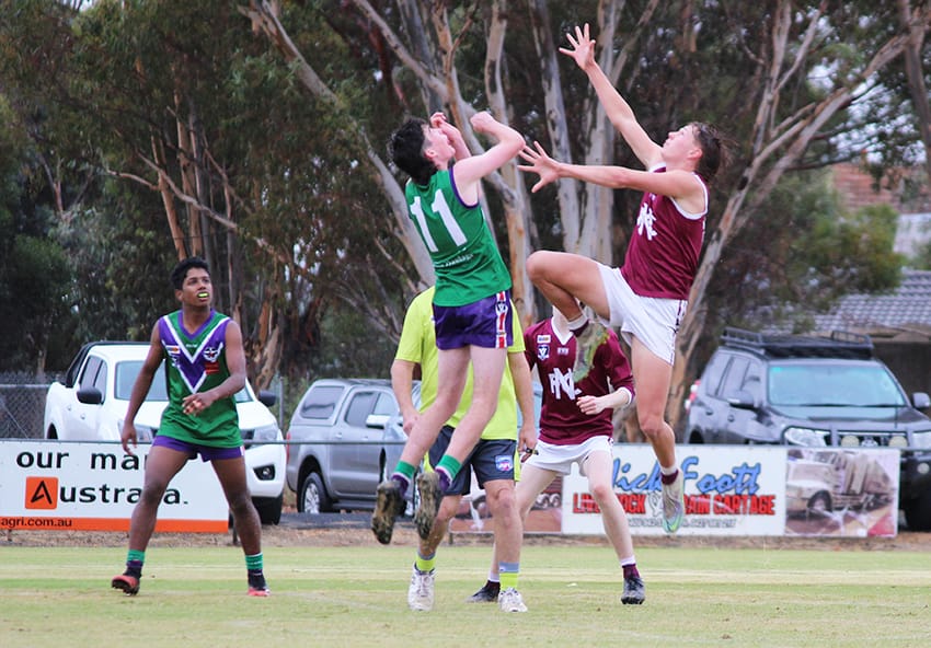 Bull Calves in Early Form post image