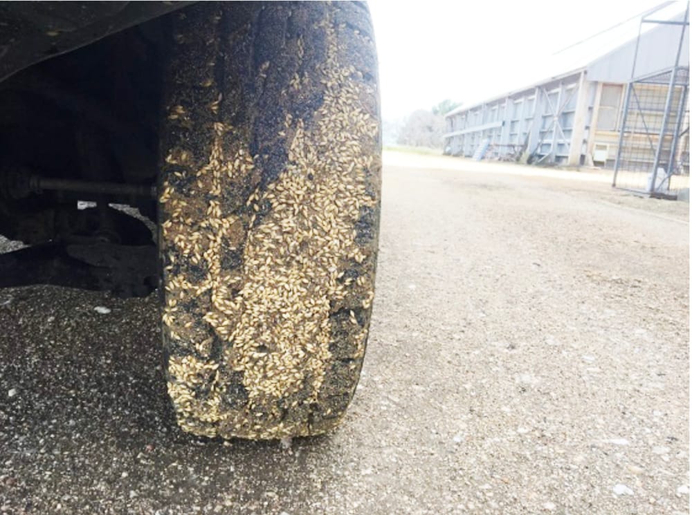 Lock Down Pests, Weeds and Diseases This Harvest post image