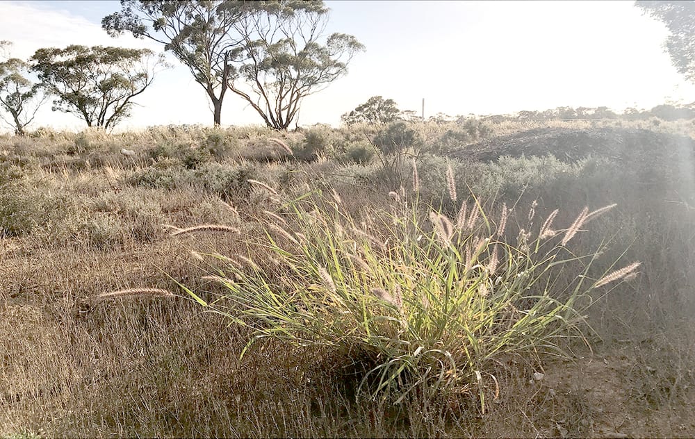 High-Tech Tool Stops Weeds Dead post image