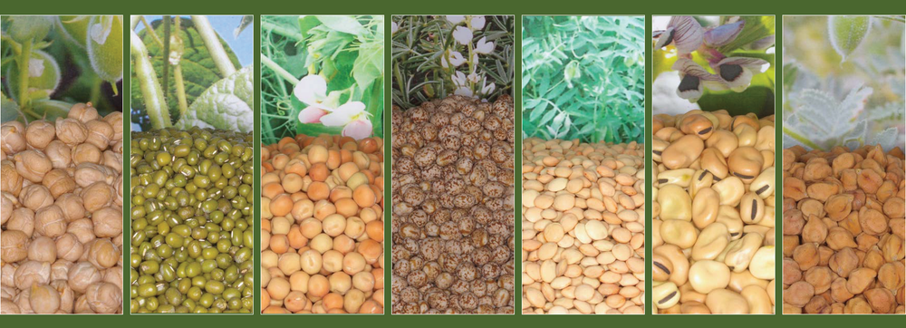 Pulse Field Day, October 19 post image