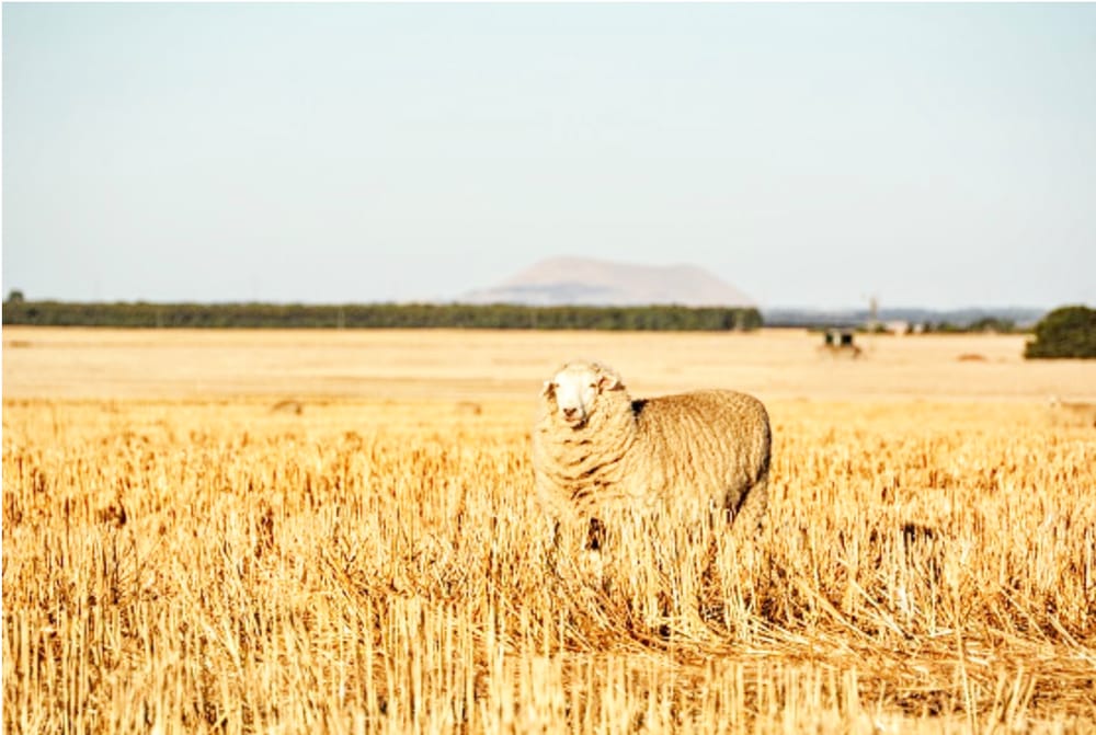 Wimmera Workshop on Soil and Stubble Management post image
