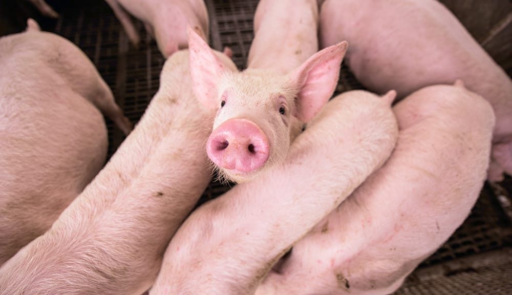 Hands-on help for pig owners post image