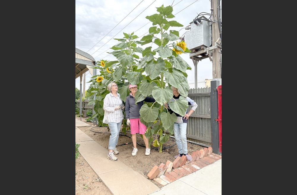 Sunny Days are Ahead, Indeed! post image